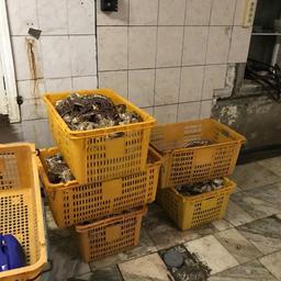Изъято в общей сложности около 900 кг переработанного и подготовленного к переработке краба. Фото пресс-группы Пограничного управления ФСБ России по Приморскому краю