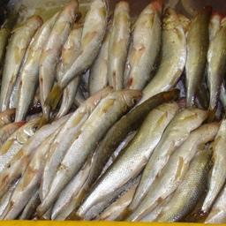 В Камчатском крае 1 апреля открывается промышленный и любительский лов азиатской зубастой корюшки
