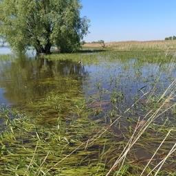 Работы проводились в Мешинском заливе. Фото пресс-службы КаспНИРХ