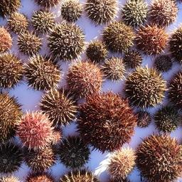 Особи серого морского ежа из научных уловов. Фото пресс-службы ТИНРО