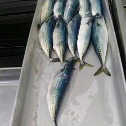 Японская скумбрия