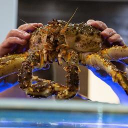Лицензии требуется оформлять и на экспорт живых морепродуктов
