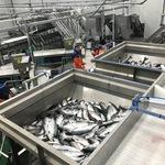 Новый завод для компании «Колхоз Октябрь» без нареканий отработал на первой лососевой путине