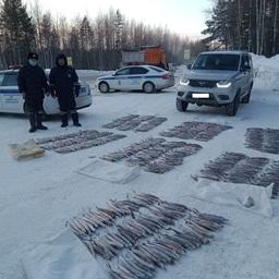 Большой груз ценной рыбы задержали инспекторы рыбоохраны и полицейские. Фото пресс-службы Нижнеобского теруправления Росрыболовства