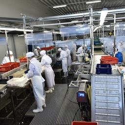 Запрет на плановые проверки в 2022 г. действует и в отношении рыбной промышленности