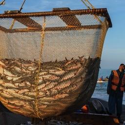 Получите скидку 3% на оборудование для первичной переработки рыбы