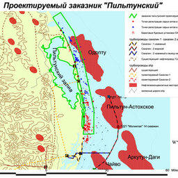 Для серых китов День кита – не праздник
