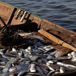В Нижегородской области на конкурс выставили четыре участка под промышленное рыболовство