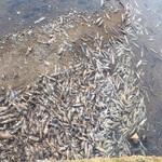 Массовая гибель рыбы на реке Курилка. Фото предоставлено Ассоциацией лососевых рыбоводных заводов Сахалинской области
