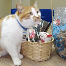 Кот Мостик оценил рыбо- и морепродукцию Республики Крым. Фото пресс-службы регионального минсельхоза