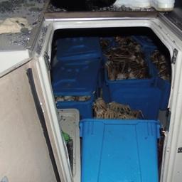 В корзинах были конечности краба-стригуна опилио. Фото пресс-группы Погрануправления ФСБ России по Приморскому краю