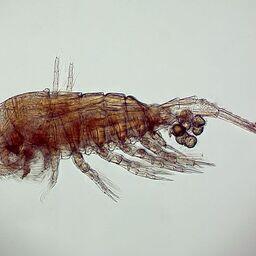 Новый подвид веслоногого рачка (Eurytemora caspica tethysiana subsp. nova). Фото пресс-службы СахНИРО