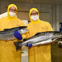 Чилийские лососеводы смотрят в будущее с оптимизмом. Фото Chilean Salmon Council