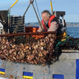 Добыча гребешка в Ла-Манше. Фото с сайта SeafoodSource