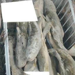 В список социально значимых продовольственных товаров входит мороженая неразделанная рыба