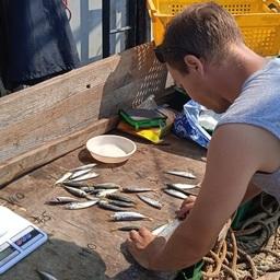 Измерение и взвешивание рыбы из научного улова. Фото пресс-службы АзНИИРХ