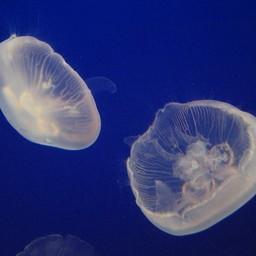 Медуза Аурелия (Aurelia aurita). Фото пресс-службы АзНИИРХ