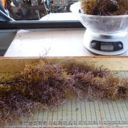 Замер и взвешивание образцов водорослей. Фото пресс-службы АзНИИРХ