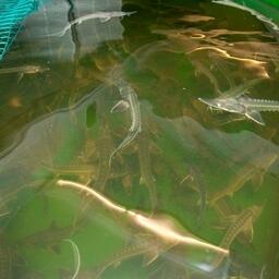 В аквакультуре должно будет применяться групповое маркирование