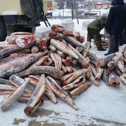 В машине обнаружили 194 потрошеные обезглавленные туши рыбы осетровых видов, общий вес которых составил 1950 кг. Фото пресс-службы Амурского теруправления Росрыболовства