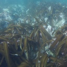 Морская капуста на Дальнем Востоке. Фото пресс-службы ТИНРО