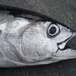 Голова большеглазого тунца. Фото Allen Shimada, NOAA NMFS OST, Википедия