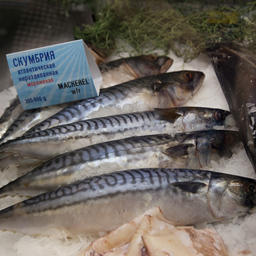 Атлантическая скумбрия