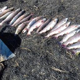 Сахалинские пограничники изъяли улов тайменя и кумжи у браконьеров в Набильском заливе. Фото пресс-службы погрануправления