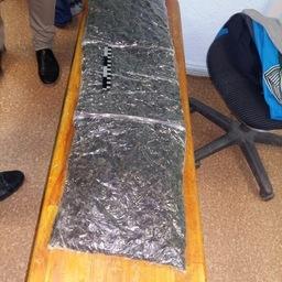 Изъятый трепанг. Фото пресс-службы Погрануправления ФСБ по Приморскому краю