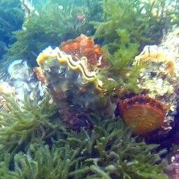 В перечень «одуемых» видов водных биоресурсов планируется включить устрицы в подзоне Приморье