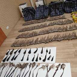 Пограничники не допустили вывоз дериватов сайгака, амурского тигра, кабарги и медведя. Фото пресс-группы ПУ ФСБ России по Приморскому краю