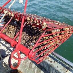 В Керченском проливе и Азовском море начались работы по тестированию экспериментальных драг. Фото пресс-службы ВНИРО