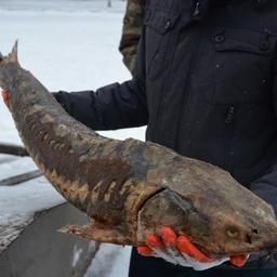 В Оренбургской области предотвратили незаконный ввоз 1,3 тонны осетровых из Казахстана. Фото пресс-службы Приволжского таможенного управления