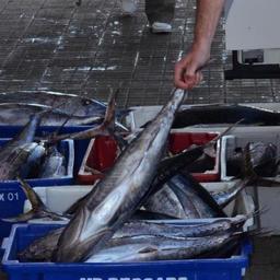 Выгрузка тунцового улова в Бразилии. Фото Marcos Porto / Agencia RBS