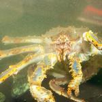Лицензирование поставок живой рыбы и морепродуктов нужно отменить, считают в отраслевых объединениях