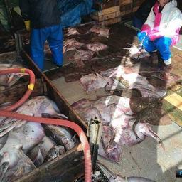 На шхуне «Нико Мару 53» нашли более 21 тонны неучтенных водных биоресурсов - треску, кальмара, ската. Фото пресс-службы Пограничного управления ФСБ России по Сахалинской области