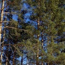 За нерестоохранный лес вступилась прокуратура