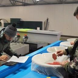 На предприятиях ФГБУ «Севвострыбвод» проводится инвентаризация заложенной икры. Фото пресс-службы учреждения