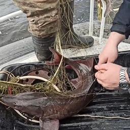 Полиция установила личность владельца сети с осетровыми. Кадр оперативной съемки