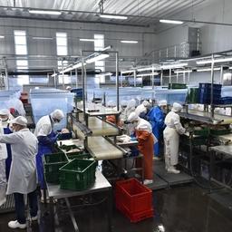 Производство рыбной продукции в Приморском крае