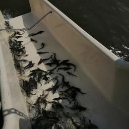 Владимировский осетровый рыбоводный завод выпустил в Амур около 473 тыс. штук молоди осетра. Фото пресс-службы Главрыбвода