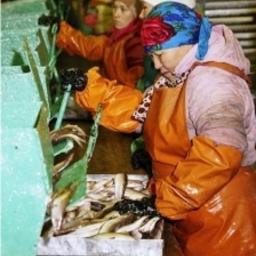 Рыбозавод в ЯНАО. Фото пресс-службы администрации Тазовского района