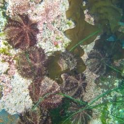 Промысловые запасы серого морского ежа стали предметом конфликта