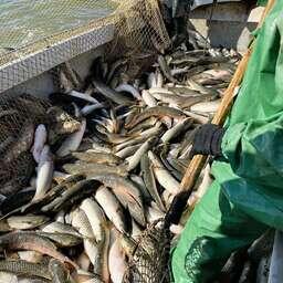 Специализированный промысел пиленгаса в Азовском море и Таганрогском заливе завершился 15 мая. Фото пресс-службы ВНИРО