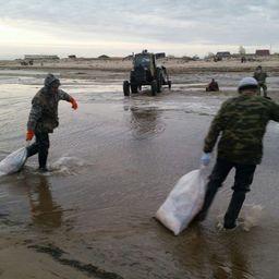 На Сахалине задержана с поличным группа браконьеров, промышлявшая добычей калуги. Фото пресс-службы погрануправления
