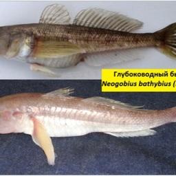 Наиболее важное промысловое значение имеет бычок глубоководный. Фото пресс-службы КаспНИРХ