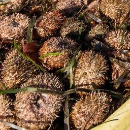 Серый морской еж — этот объект тоже отправится на аукционы. Фото предоставлено ЮКРК