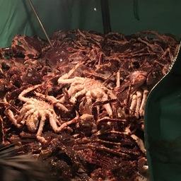 На борту «подфлажника» пограничники обнаруили более 13 тыс. синих крабов. Фото Пограничного управления ФСБ России по восточному арктическому району