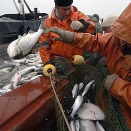 Карелия рассчитывает на морскую рыбалку