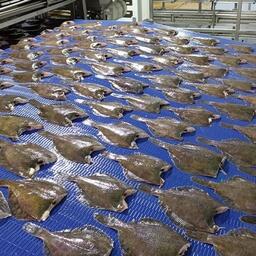Для расчета объема производства рыбной продукции предлагается использовать коэффициенты — разные для разных видов продукции